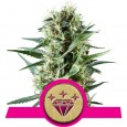 Special Kush 1 - Royal Queen Seeds
